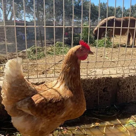 Tatil Evi Abuela Carmen Arico